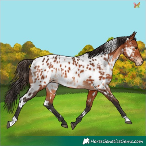 Horse Color:White Spotted Bay Appaloosa