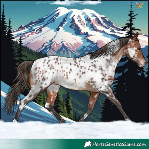 Horse Color:White Spotted Bay Appaloosa 