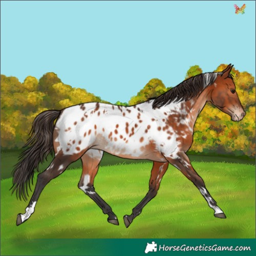 Horse Color:White Spotted Bay Appaloosa
