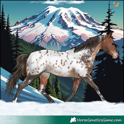 Horse Color:White Spotted Bay Appaloosa 