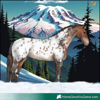 Horse Color:White Spotted Bay Blanket 