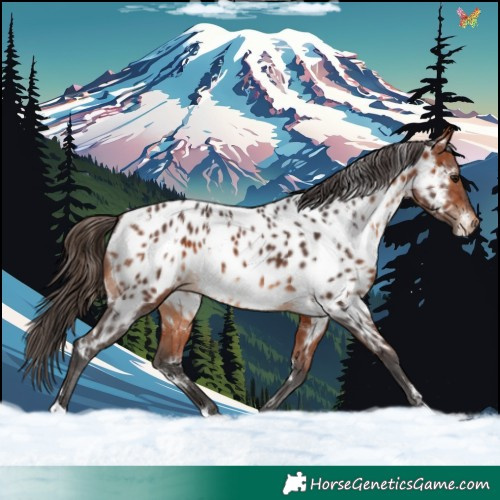 Horse Color:White Spotted Bay Appaloosa 