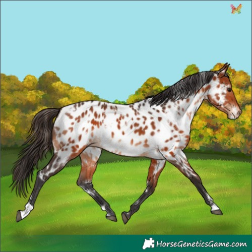 Horse Color:White Spotted Bay Appaloosa