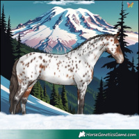 Horse Color:White Spotted Bay Near Leopard 