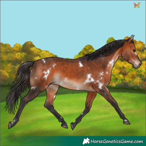 Horse Color:White Spotted Bay