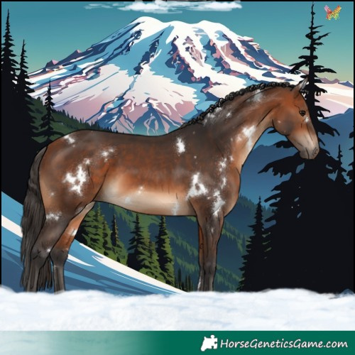 Horse Color:White Spotted Bay