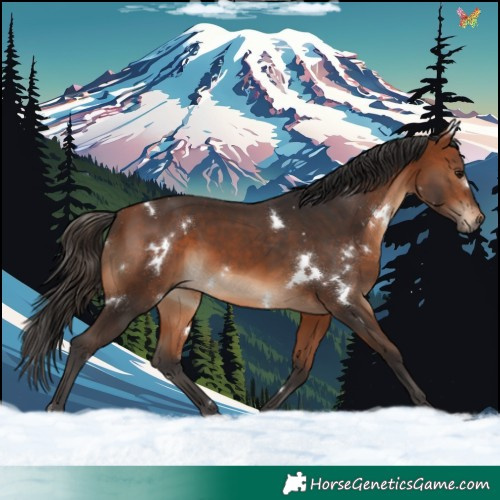 Horse Color:White Spotted Bay 