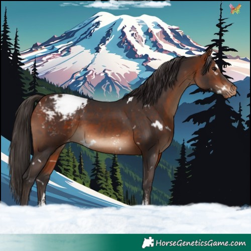 Horse Color:White Spotted Bay Sabino Appaloosa 