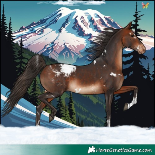 Horse Color:White Spotted Bay Sabino Varnish