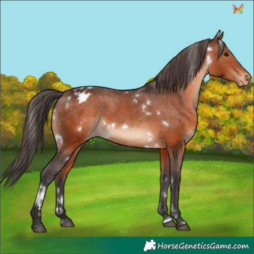 Horse Color:White Spotted Brown Appaloosa