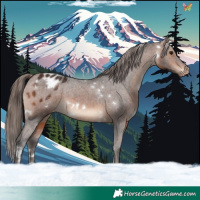 Horse Color:White Spotted Brown Appaloosa 