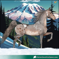 Horse Color:White Spotted Brown Appaloosa 