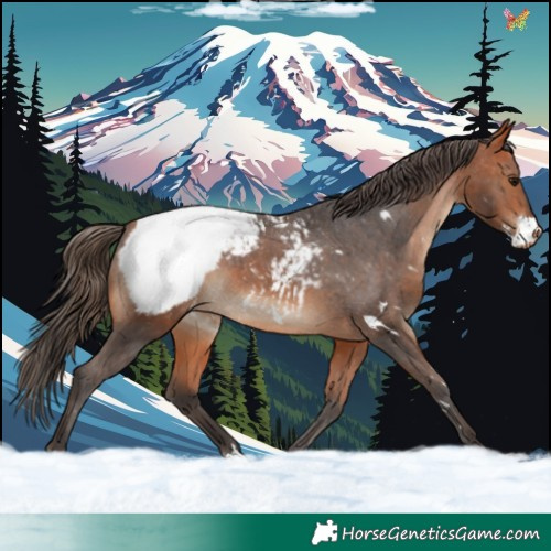 Horse Color:White Spotted Bay Appaloosa 