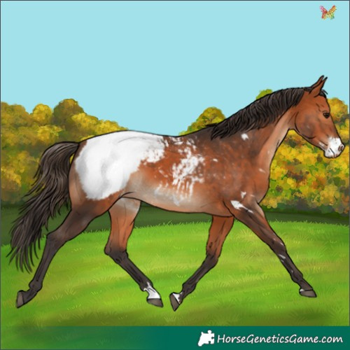 Horse Color:White Spotted Bay Appaloosa