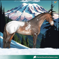 Horse Color:White Spotted Bay Appaloosa 
