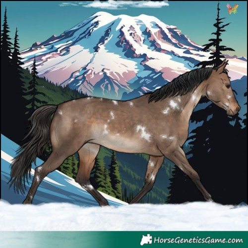 Horse Color:White Spotted Brown Dun 