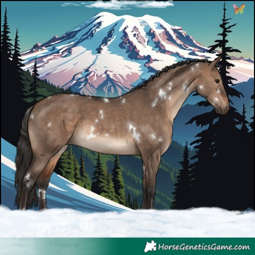 Horse Color:White Spotted Brown Dun 