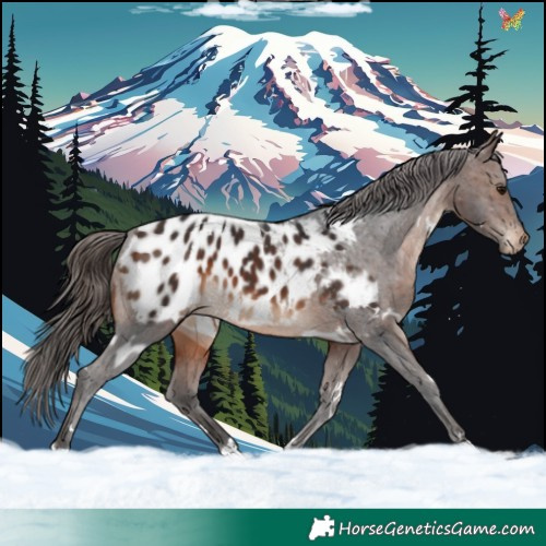 Horse Color:White Spotted Brown Appaloosa 