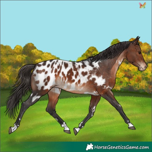 Horse Color:White Spotted Brown Appaloosa 
