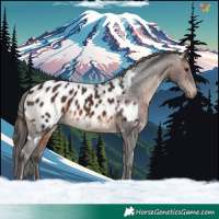 Horse Color:White Spotted Brown Appaloosa 
