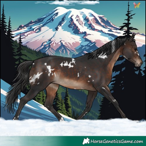 Horse Color:White Spotted Brown Rabicano 
