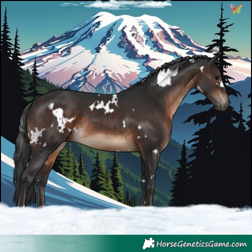 Horse Color:White Spotted Brown Rabicano 