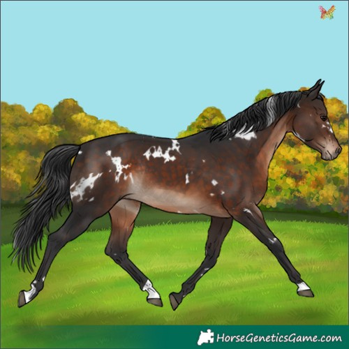 Horse Color:White Spotted Brown Rabicano