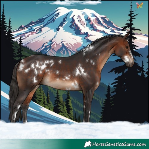 Horse Color:White Spotted Bay Rabicano