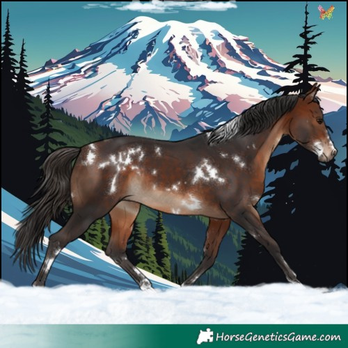 Horse Color:White Spotted Bay Rabicano 