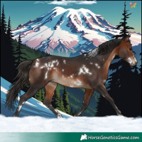 Horse Color:White Spotted Bay Rabicano 