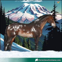Horse Color:White Spotted Bay Rabicano 