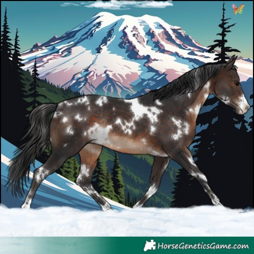 Horse Color:White Spotted Brown Rabicano 