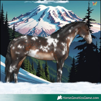 Horse Color:White Spotted Brown Rabicano 