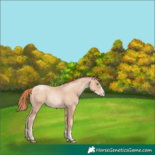 Horse Color:Gold Champagne Pearl Rabicano  and Classic Champagne Pearl Rabicano 