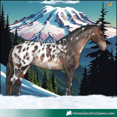 Horse Color:White Spotted Brown Blanket Rabicano