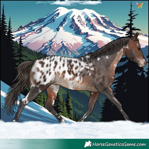 Horse Color:White Spotted Brown Appaloosa Rabicano 