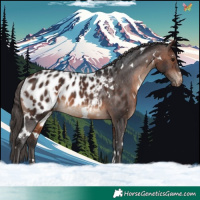 Horse Color:White Spotted Brown Blanket Rabicano 