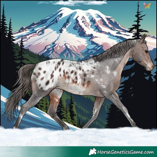 Horse Color:White Spotted Brown Blanket Rabicano
