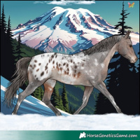 Horse Color:White Spotted Brown Appaloosa Rabicano 