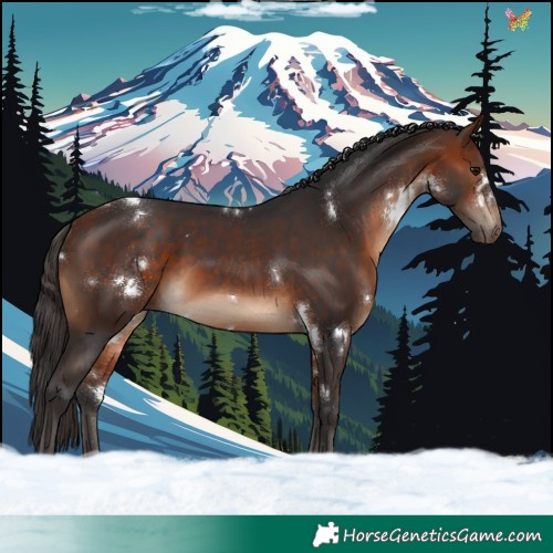 Horse Color:White Spotted Bay Rabicano