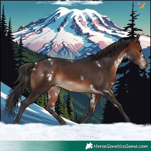 Horse Color:White Spotted Bay Rabicano 