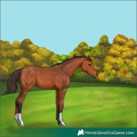 Horse Color:Bay 