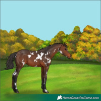 Horse Color:White Spotted Brown 