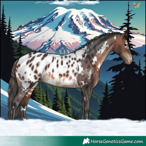Horse Color:White Spotted Bay Blanket Rabicano 
