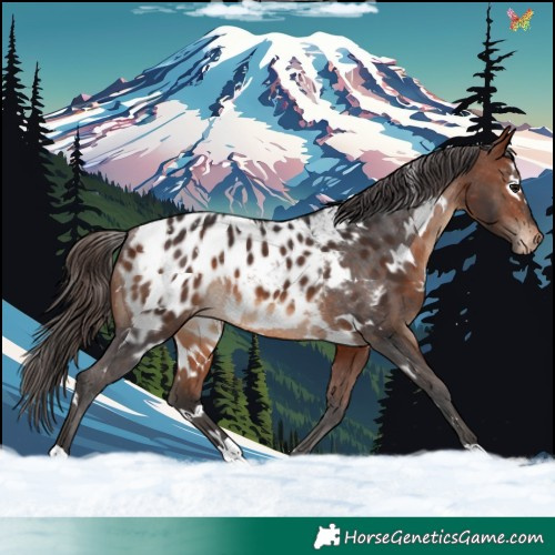 Horse Color:White Spotted Bay Appaloosa Rabicano 