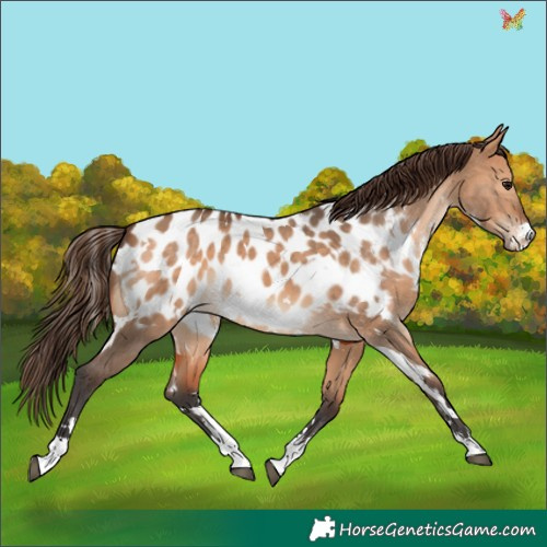 Horse Color:White Spotted Bay Dun Appaloosa 
