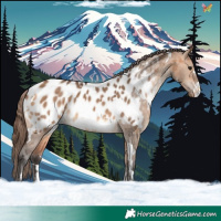Horse Color:White Spotted Bay Dun Appaloosa 