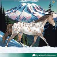 Horse Color:White Spotted Bay Dun Appaloosa 