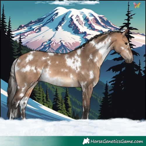 Horse Color:White Spotted Bay Dun 
