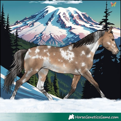 Horse Color:White Spotted Bay Dun 